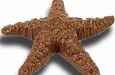 chocolate star fish starfish current stock