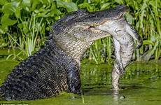 alligator huge texas swamp eats show eating moment food young after baby tail adult shocking twitter reptile rival smaller its
