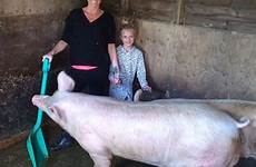 pig pigs katie price farm pet porker princess animals she kieran enthused cleaned mad animal star today