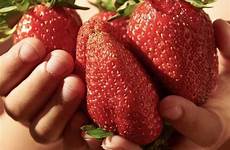 strawberry basket plants colossus giant plug sweet hanging yougarden 12x seeds total superfruits pair kit