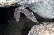 bats feed call amid clatter none science way some