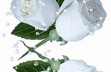 flores sissy fleurs blancas sy rosas weisse fiocco neve glitter blanches