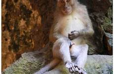 masturbating monkey caves batu malaysia large