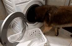 gif laundry washing machine removing dog gifs sd mp4 tenor