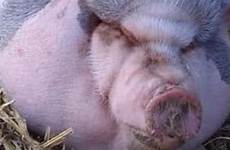 fat pig so open her rescue big eyelids animal its rosie waterfowl carolina she