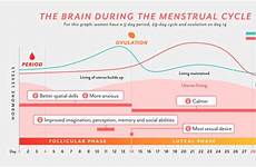 menstrual changes brain brains spatial yoko miyagawa