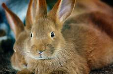 rabbit brown bunny