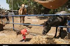 peeing child horse front alamy stable stock shopping cart
