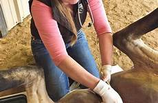 castration crucial ownership responsible gelding horses testicles castrating thehorse