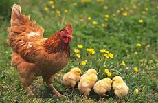 chickens breeding hens