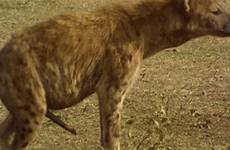 clitoride lungo pene hyenas hyena fuck hienas iene introducing dos