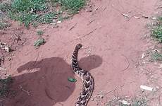 snake bitten nigerian allegedly dies malawi laid deceased