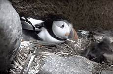 explore puffin bucky puffling burrow week baby chatter box weeks ago gif