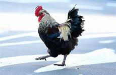 bde galli poultry residents nakheel breeding villas rooster goodall fiona