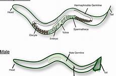 elegans hermaphrodite caenorhabditis reproductive figure male sperm cartoon adult tract measuring guidance motility within structures labeled larger major please version