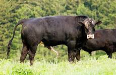 penis male bull stock similar