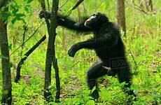 penis chimpanzee erect male sex verus troglodytes pan female expressing interest senegal dissolve stock folder save d1024