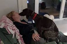dog german lap loves pointer shorthaired licking