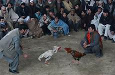 kabul cockfighting afghan