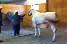 breeding mount mare stallion phantom learning