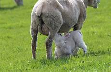 sheep lamb breastfeeding animal animals ewes sheeps young mammal dog grass vertebrate ewe wildlife infant grazing domestic ram complete researching
