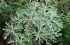 wormwood medicinal artemisia tea sweet plant herb benefits herbs amoils effects australis make herbal leaf side known garden power buy