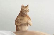 gif therapy massage cat giphy animated accidentally gifs possibly went time parlor happy