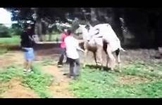 mating animal horse breeding compilation video