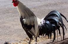 rooster gallo cock coq aves hahn kogut pantalla wallpapersafari outhouse valiant ponedoras gallinas 50x rápido pollos mascotas descargas bajar 4ever