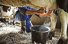 cow milking do milk hand manual step right