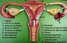 reproductive female anatomy system labeled model models body blue google label organs human sex waffle ovaries disease humor science uterus
