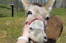donkey enjoying loving