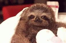 dreams sloth
