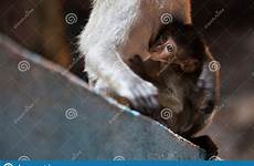 monkey breastfeeding batu macaque