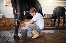 milked being men milking cow stock searches related