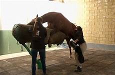 semen horse stud horses batch prized extracted has