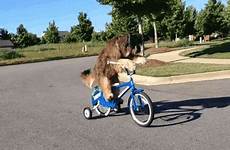 gif toutou abi cyclette gifs dog animated riding boss bikes funny bicycles