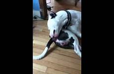 dog licking butt his