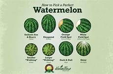 watermelon ripe melon ripeness tips