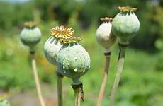 poppy opium poppies pods papaver somniferum varieties