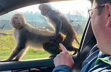 monkeys mating longleat bonnet cheeky shameless bristol pope caters wiltshire