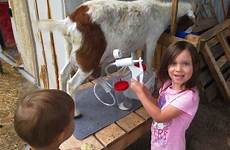 milker henry goat milking girl goats why choose board guarantee money back