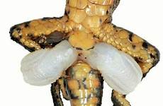 genitals lizard hemipenes spl genital limb turned lab