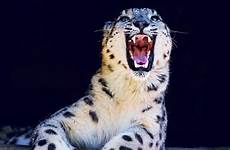 leopard leopards mating grin bet endangered snowleopard panther wallpaperscreator