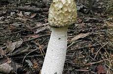 phallus impudicus hongo funghi paddestoel falo paddenstoel fungi mushrooms schimmel capo muxaro liliumjoker fasz sant stinkhorn hongos minchiate fungus pidocchi