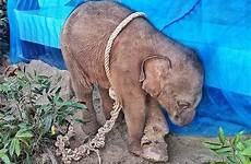 tied elephant thailand petition ladyfreethinker authorities amputated attempt justice