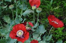 opium poppy poppies garden true beauty red flowers plants seed papaver somniferum bloom flower above