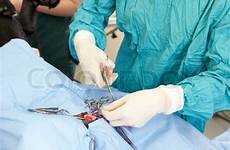 castration castrating krwi surgical badanie psa mastocytoma colourbox powinno wykonywane każdym przed być zabiegiem wyniki chirurgiczne marginesy badania cowsierscipiszczy