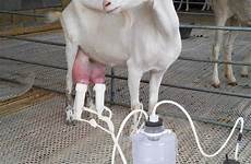 milking goat pump cow tebru