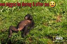 monkey funny